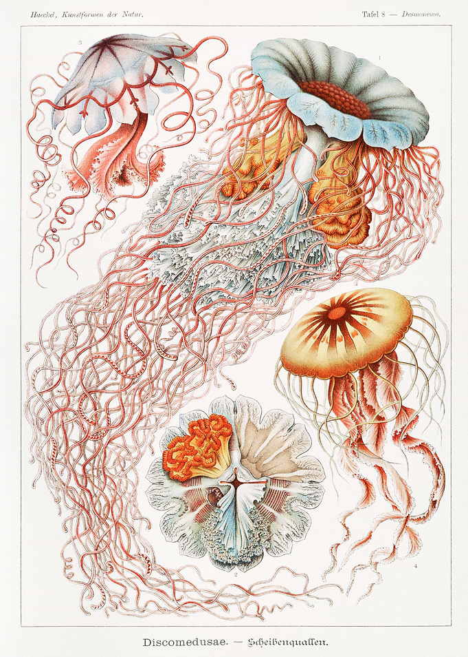 Discomedusae