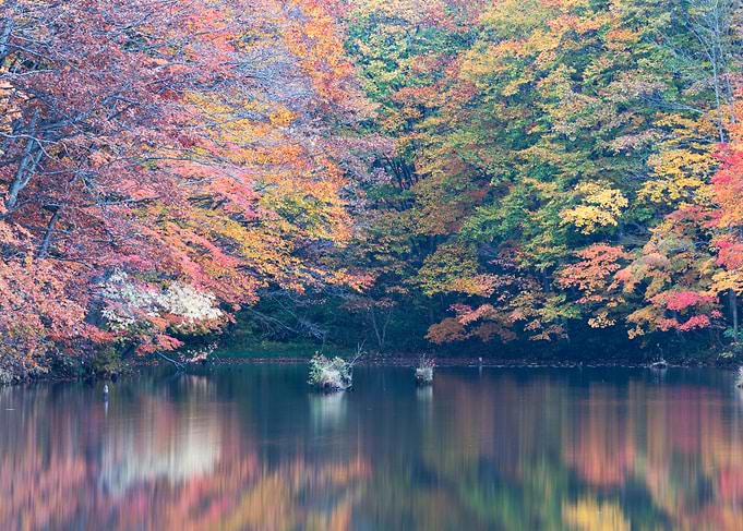 A stream full of autumn