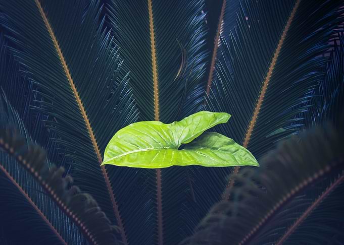 Light Green Leaf