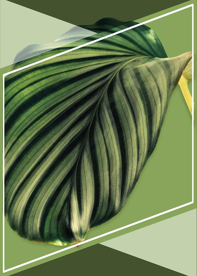 Green Leaf