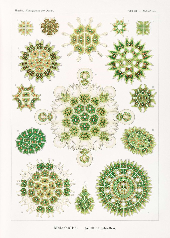 Melethallia