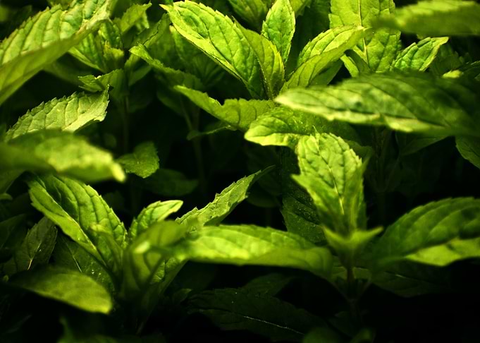 Jungle of Herbs