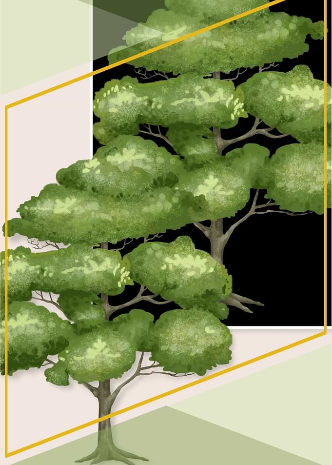 Shadow of a Tree