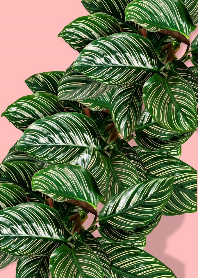 Monstera Leaves