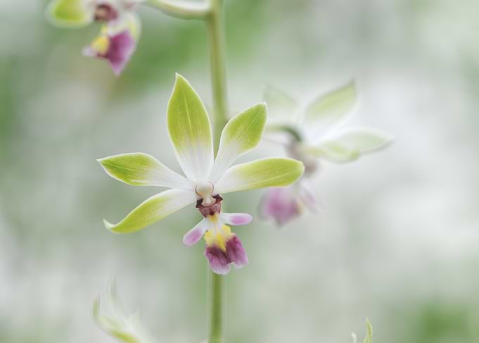 Calanthe brevicornu