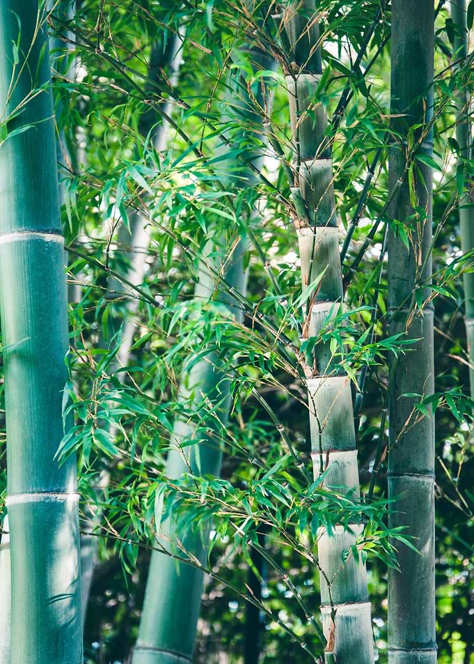 Bamboo Forest