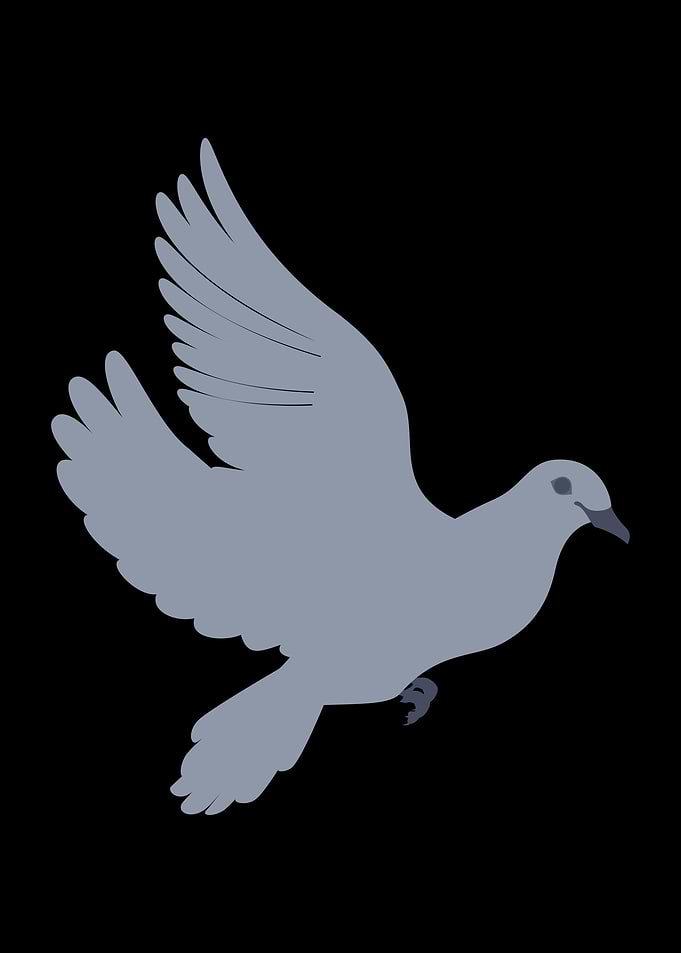 Pigeon Pigeons Doves Bird