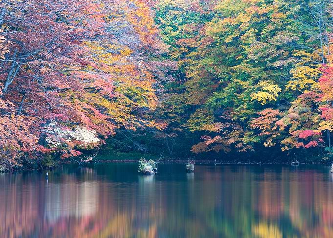 A stream full of autumn