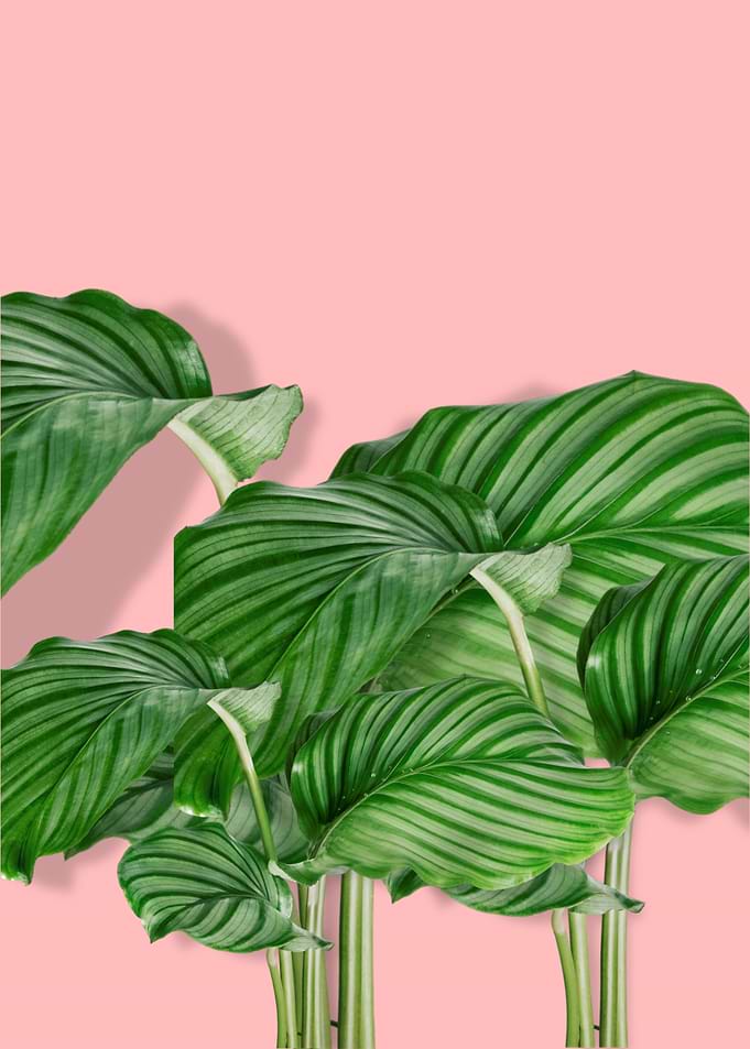 Monstera leaves