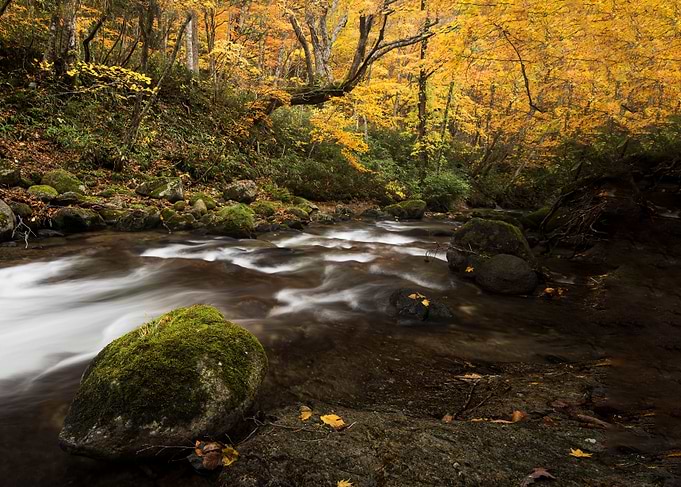 A stream full of autumn