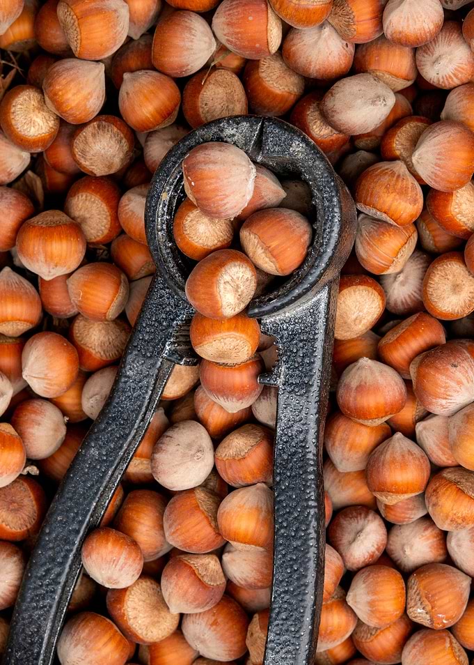 Common Hazels
