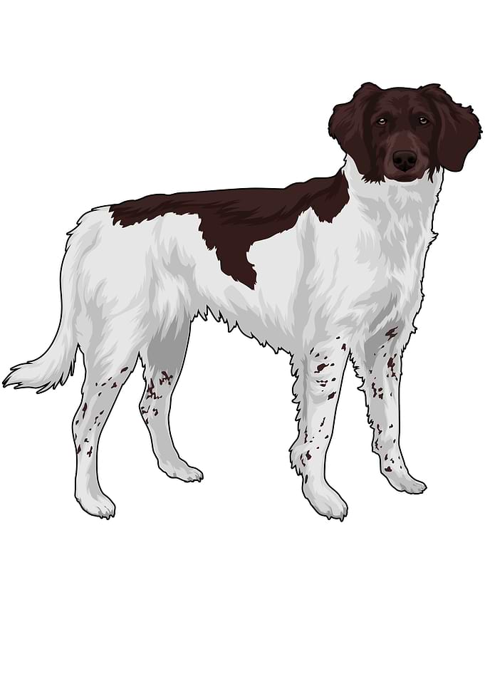 Small Munsterlnder Hund