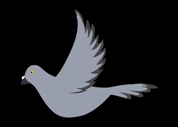 Pigeon Pigeons Doves Bird