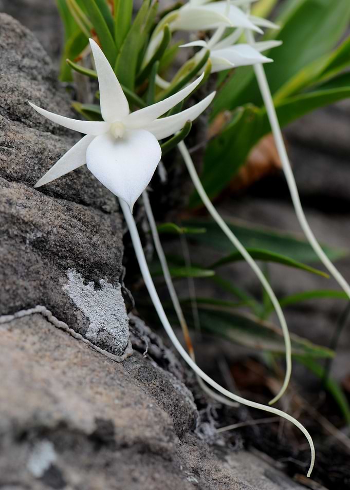 Wild Angraecum orchid