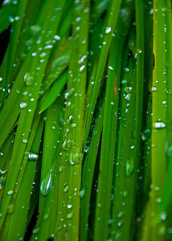 Dewy Grass