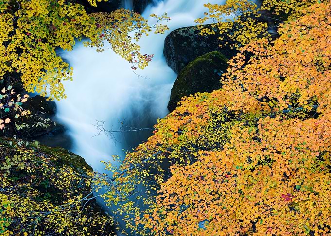 A stream full of autumn