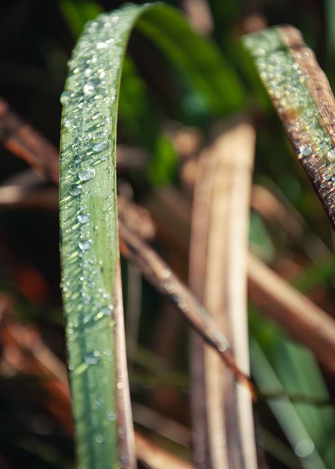 Dewy Leaf