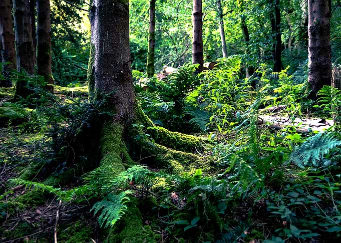 forest