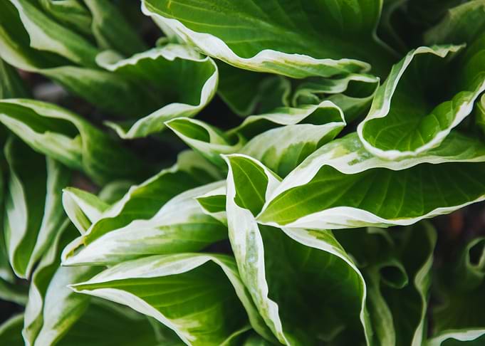 Hostia Leaves