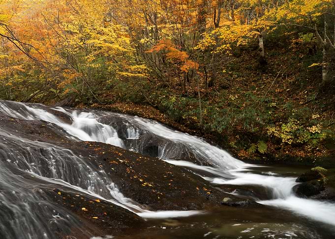 A stream full of autumn