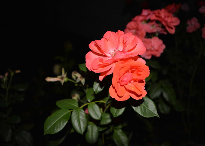 Beauty in the Dark