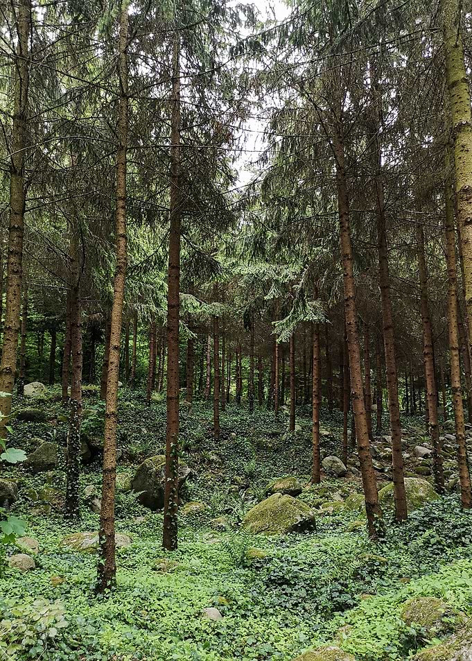 Parisian forest