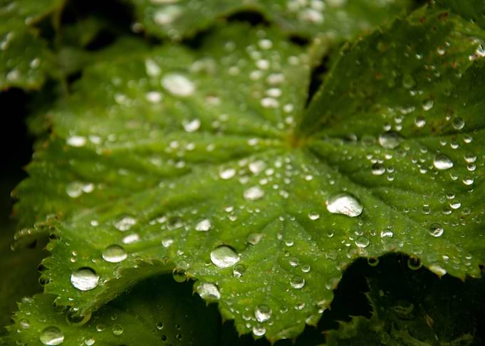 Dewy Geranium