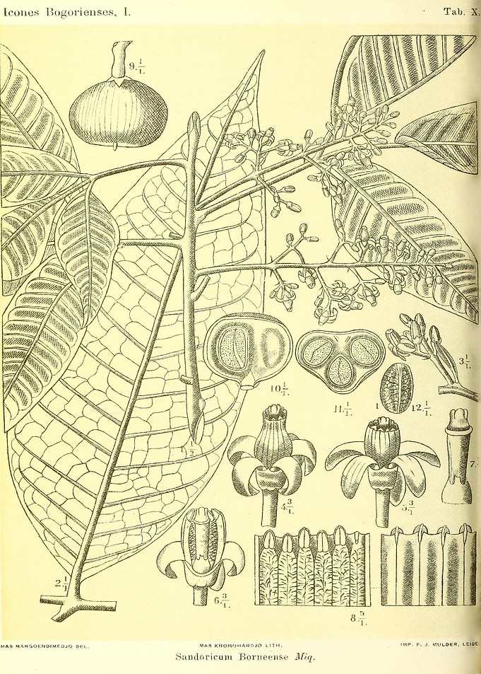 Sandoricum Borneense Miq