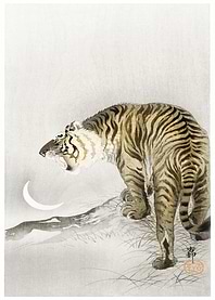 Roaring Tiger