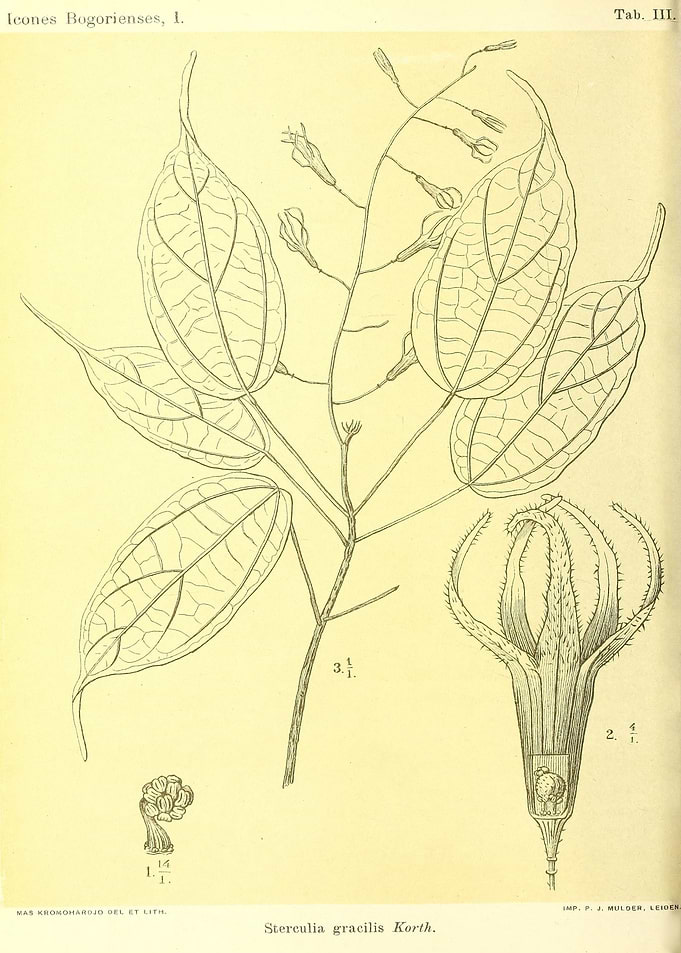 Sterculia gracilis Korth