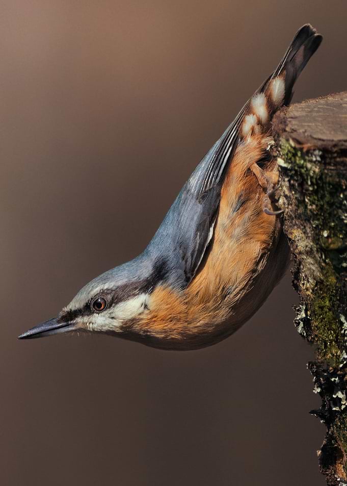 Nuthatch