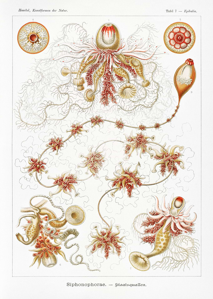 Siphonophorae