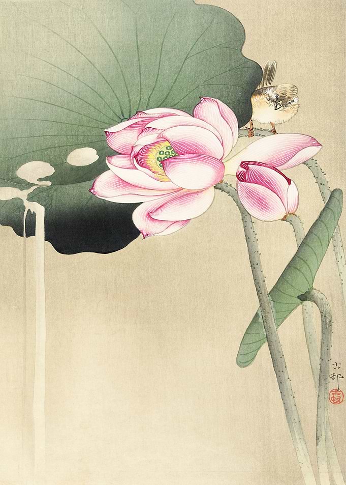 Blooming Lotus Flowers