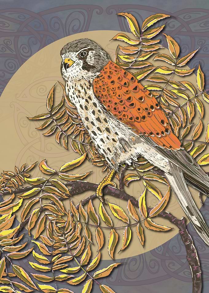 Celtic Kestrel