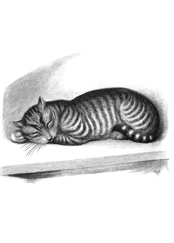 Cat Nap