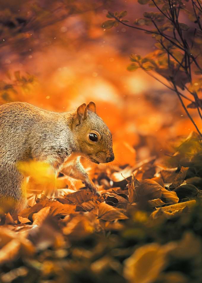 Squirrel