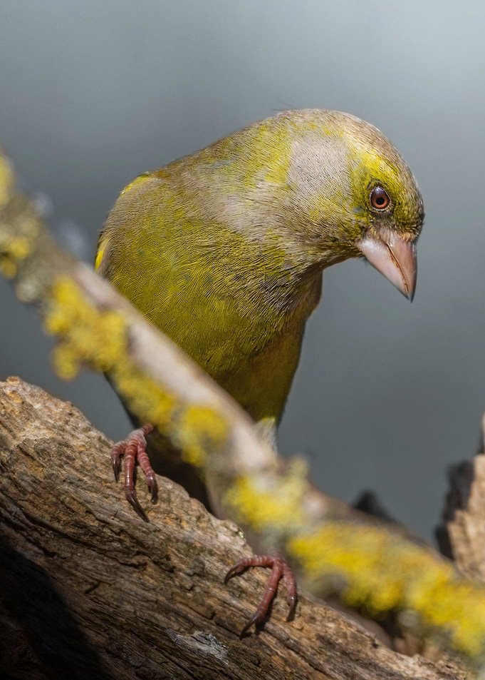 Greenfinch