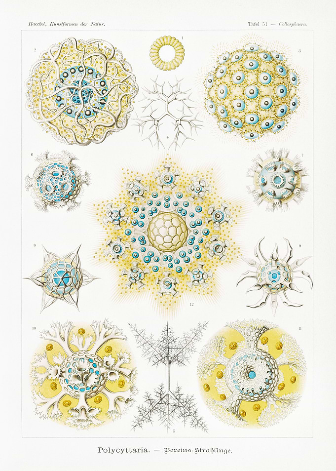 Polycyttaria