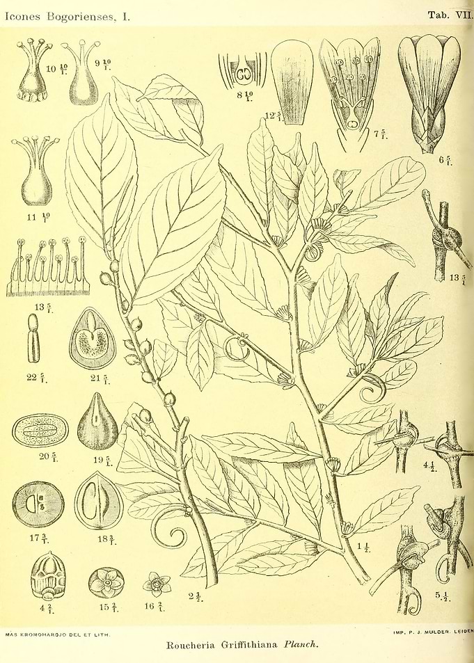 Roucheria Griffithiana
