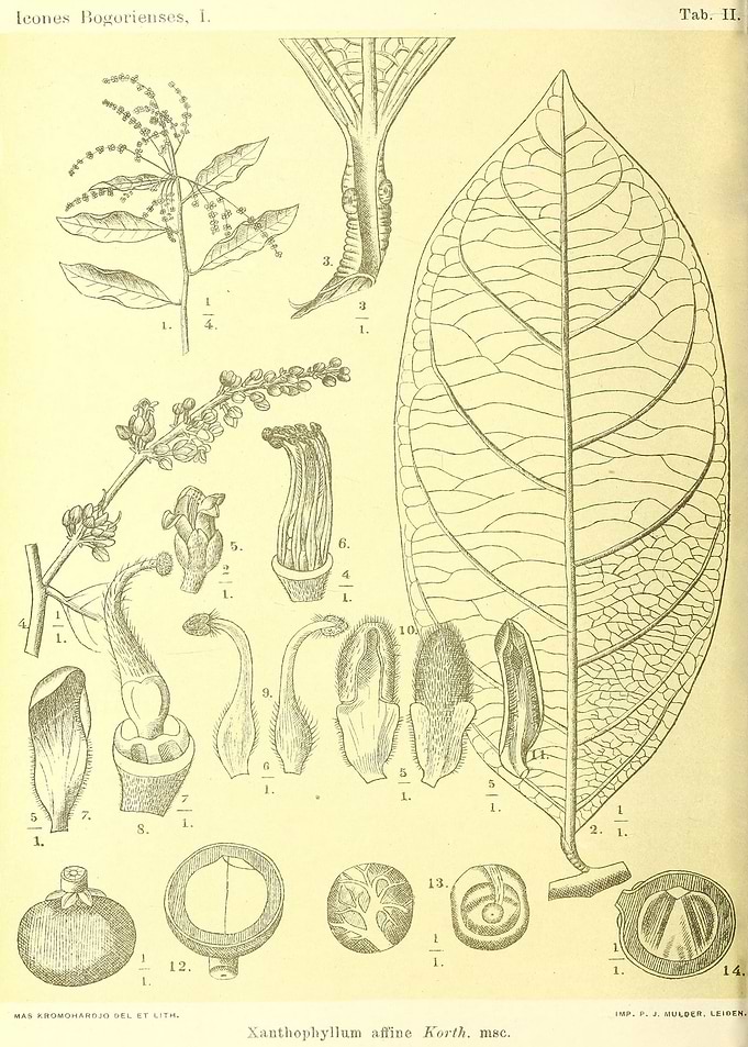 Xanthophyllum affine Korth