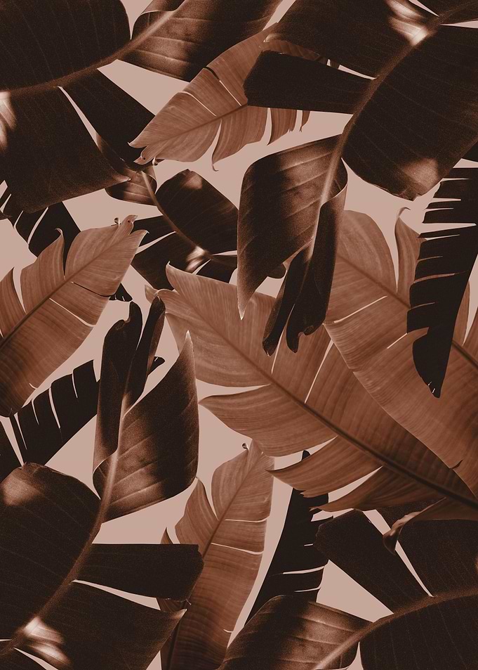 Banana Palm Jungle 1
