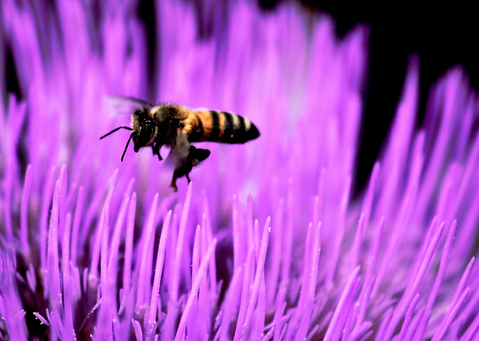 The bee