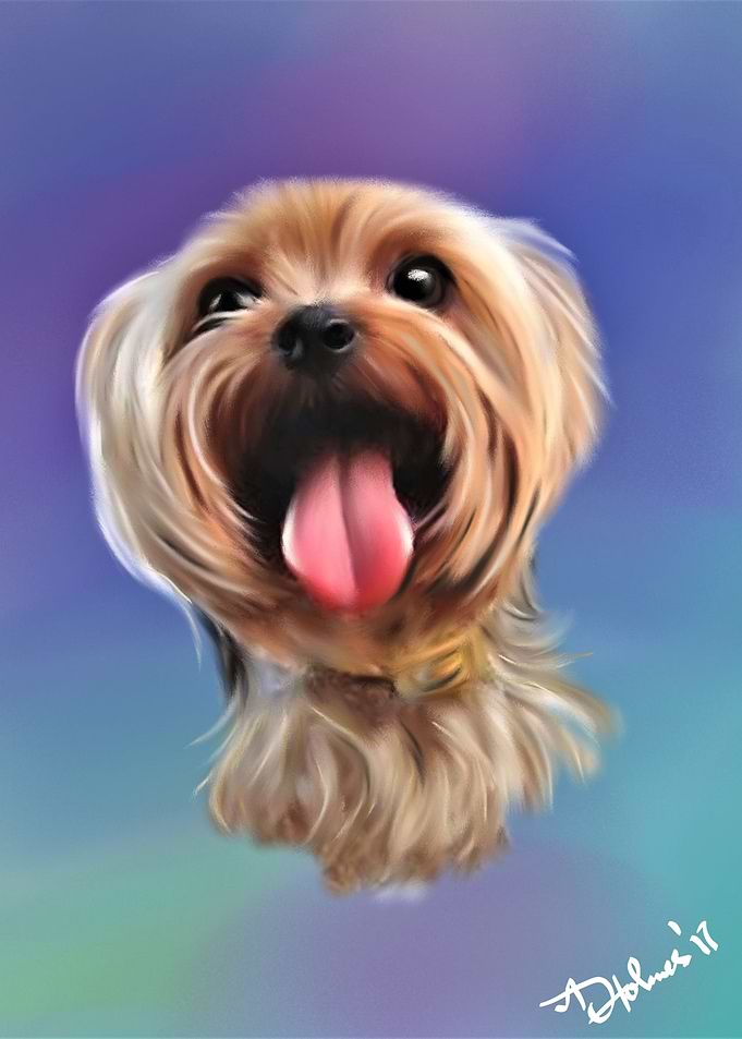 Yorkshire Terrier