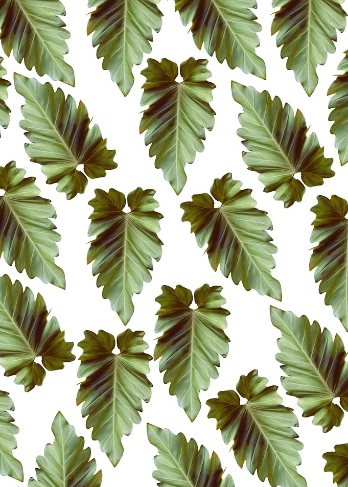 Elephant Ear Alocasia 1
