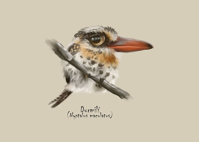 Durmili