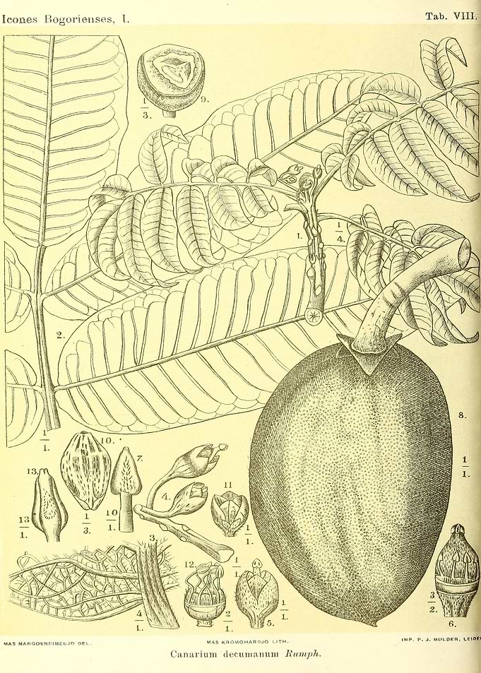 Canarium decumanum Rumph