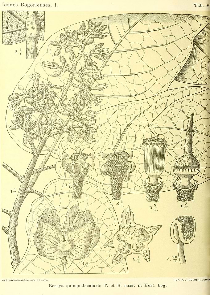 Berrya quinquelocularis