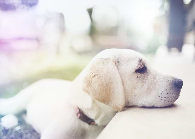Golden puppy sad