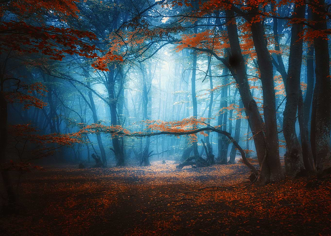 in the Forest