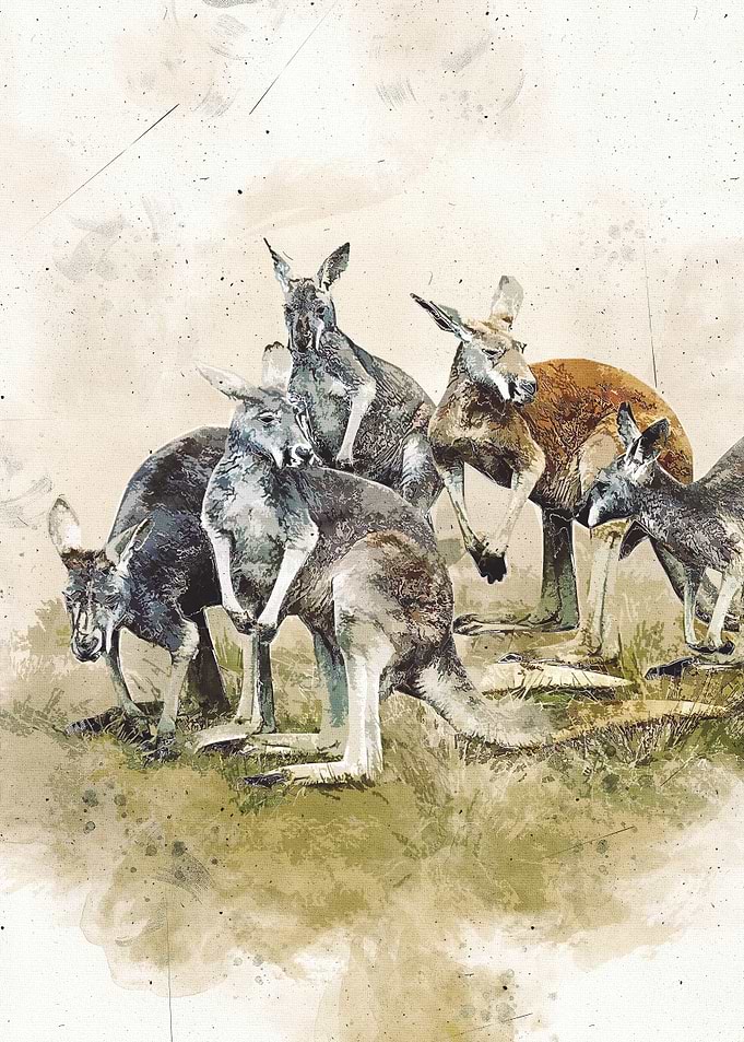 Kangaroo